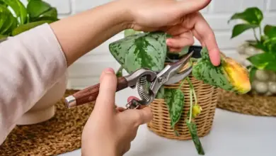 Ruční řezání žloutnoucího listu uvnitř rostliny.