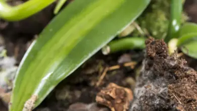 Bílá plíseň na kořenech a substrátu u pěstované orchideje.