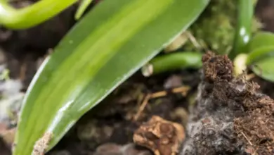Bílá plíseň na kořenech a půdě u orchideje