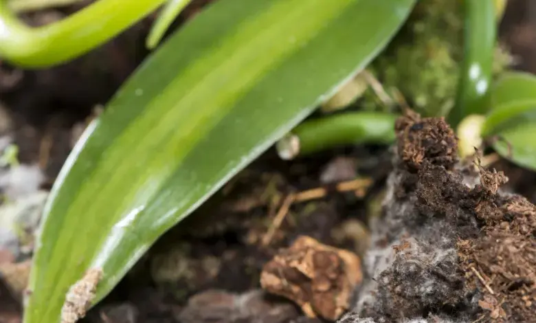 Bílá plíseň na kořenech a půdě u orchideje