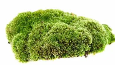 Moss clump on soil