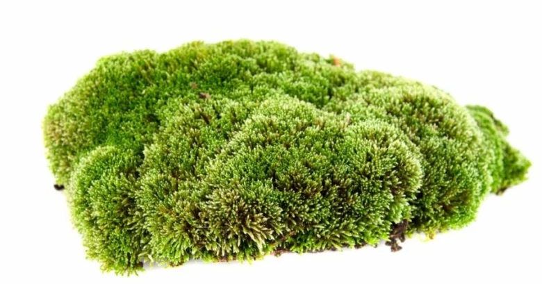 Moss clump on soil