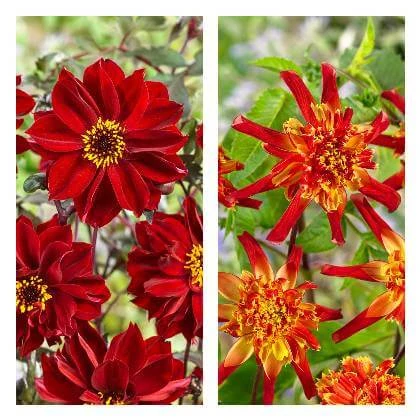 Red dahlias in garden