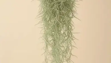 Visící rostlina Tillandsia upevněná na povrchu pro interiérovou výzdobu.