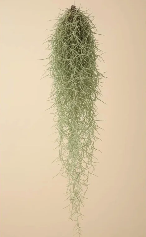 Visící rostlina Tillandsia upevněná na povrchu pro interiérovou výzdobu.