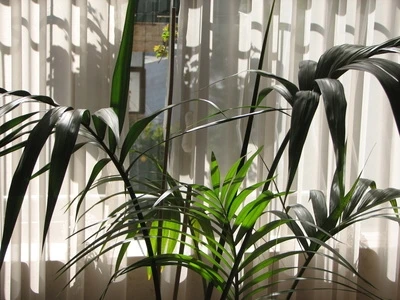 Palm plant in sunlight