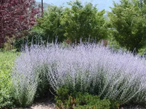 Perovskia plant cluster