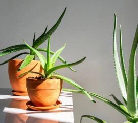 Dvě rostliny Aloe Vera v hrncích na okně.