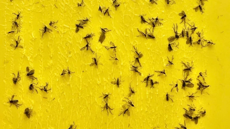 Malí broučci zachycení na žluté lepidlo v květináči.