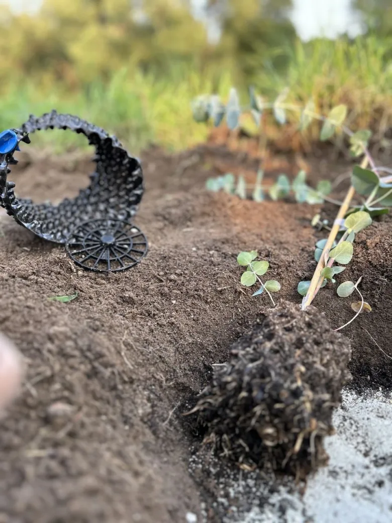 Mladá rostlina eukalyptu při přesazování do půdy s viditelným kořenovým balem.