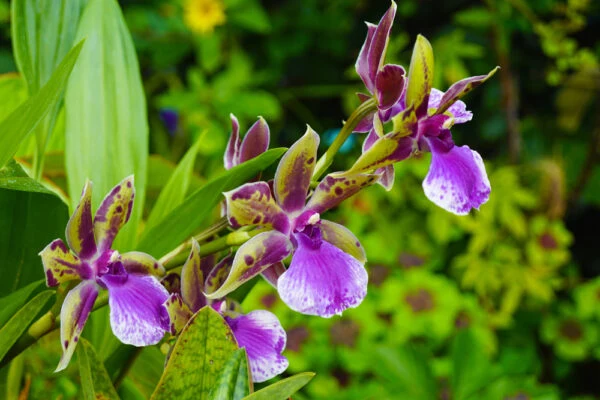 Fialové květy orchideje zygopetalum v zahradním prostředí.
