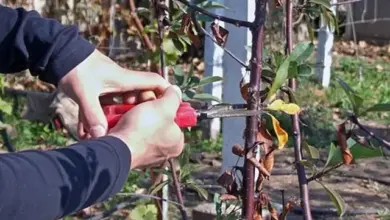 Ruční prořezávání rostliny zahradnickými nůžkami venku.