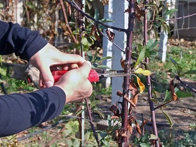 Ruční prořezávání rostliny zahradnickými nůžkami venku.