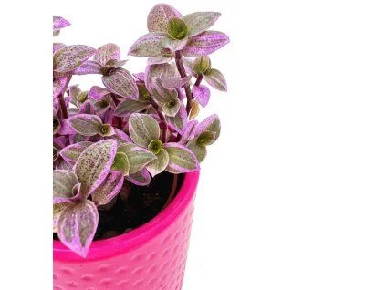 Fialová tradescantie v růžovém květináči na bílém pozadí.