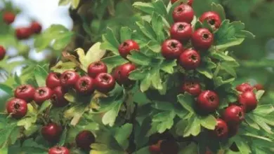 Červené plody hlohu rostou na keři mezi zelenými listy.