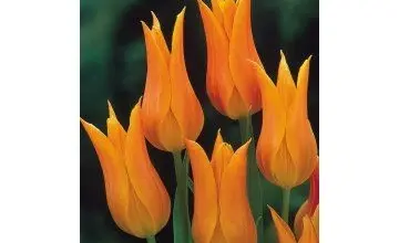 Skupina jasně oranžových kvetoucích tulipánů na tmavém pozadí.