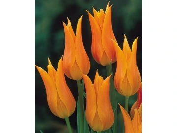 Skupina jasně oranžových kvetoucích tulipánů na tmavém pozadí.