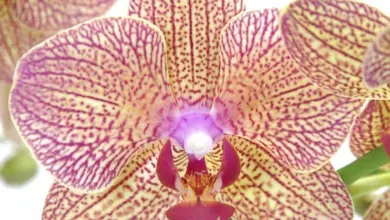 Orchid flower close-up