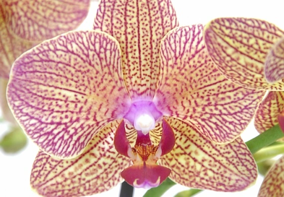 Orchid flower close-up