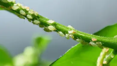 Aphids on plant stem