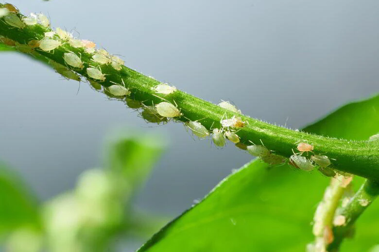 Aphids on plant stem