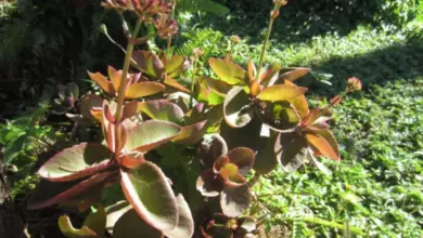 Kalanchoe s květy rostoucí venku mezi zelení