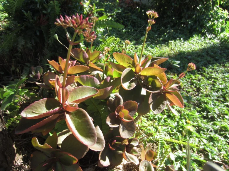 Kalanchoe s květy rostoucí venku mezi zelení
