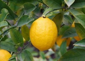 Žlutá citronová plod visí na větvi mezi zelenými listy.