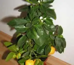 Calamondin plant with fruit and flowers