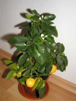 Calamondin plant with fruit and flowers
