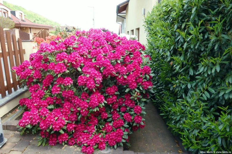 Rozkvétající růžový rododendron v zahradě mezi plotem a živým plotem.
