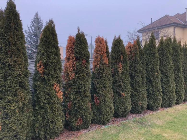 Řada thuj s hnědou listovinou ukazující stres nebo nemoc.
