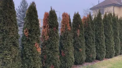 Řada tuji s žloutnoucími listy ukazuje na stres rostlin.