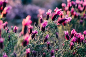 Lavender flowers in bloom