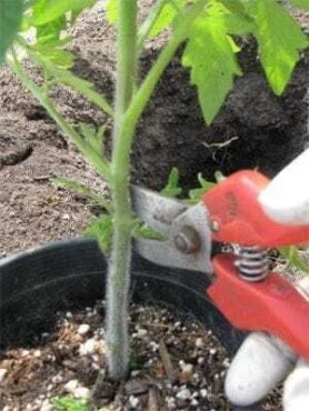 Ruční nůžky řezou stonku mladé rajčatové rostliny v květináči.