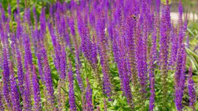 Purple flowering plants