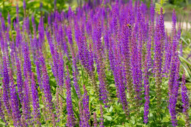 Purple flowering plants