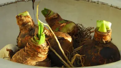 Hippeastrum cibule s vyraženými zelenými výhonky v hrnci.