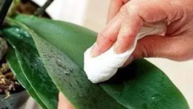 Ruka otírá list orchideje hadříkem pro odstranění bílého povlaku.