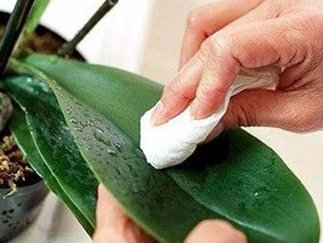 Ruka otírá list orchideje hadříkem pro odstranění bílého povlaku.