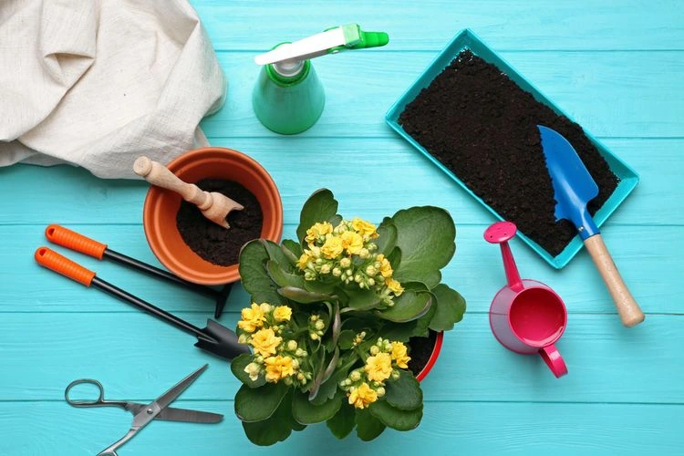 Kalanchoe s nástroji pro péči na modrém pozadí