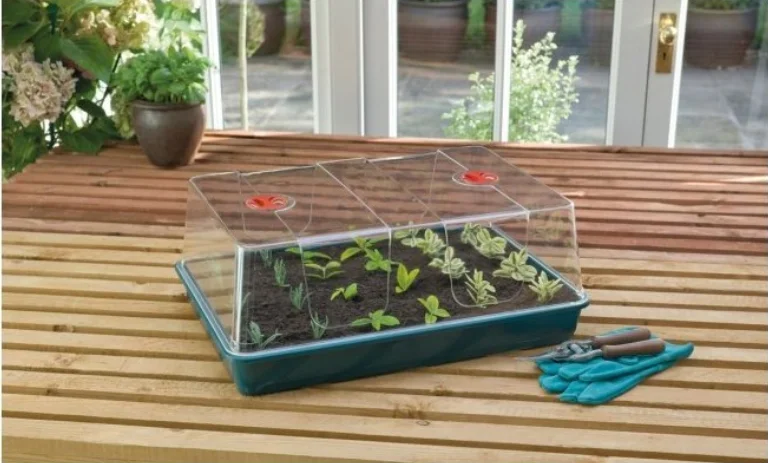 Tray s řezankami pod skleněnou krytkou pro zakořenění rostlin.