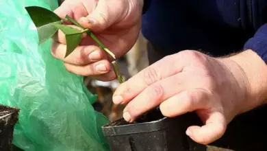 Ruce zasazují řez do hrnce při roubování citroníku nebo mandarinky.
