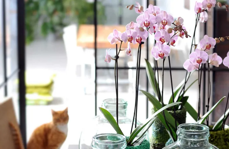 Růžové orchideje kvetou ve skleněných vázách na parapetu.