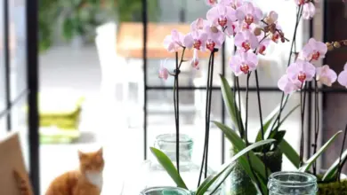Růžové orchideje pěstované ve sklenicích s vodou na okně.