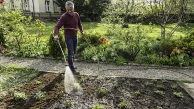 Muž zavlažuje mladé rostliny v zahradě hadicí.