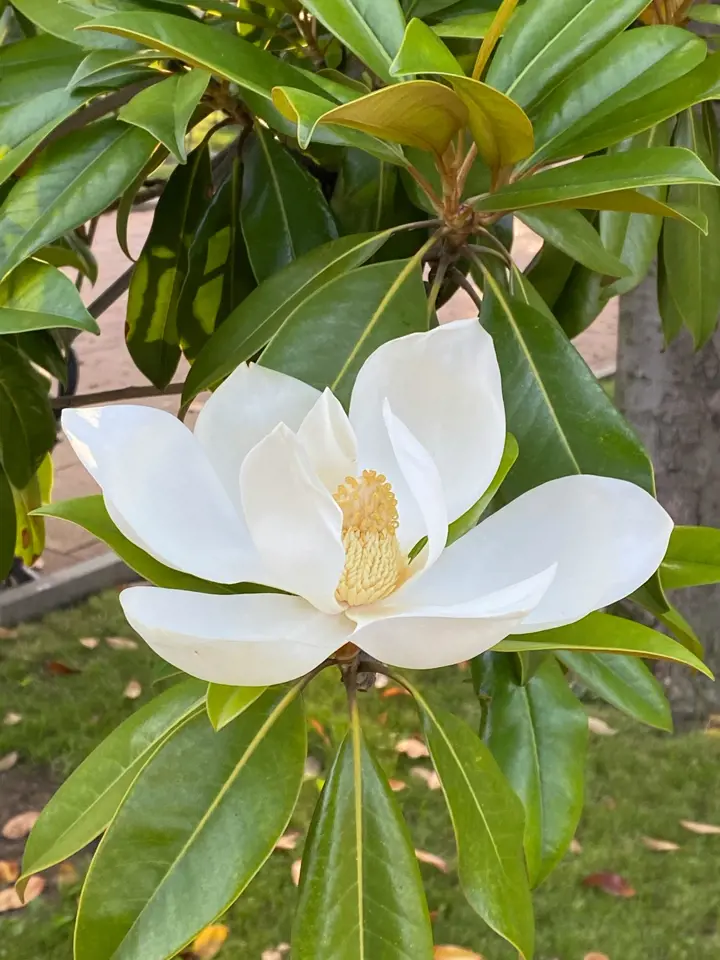 Bílá kvetoucí magnolie s listy v zahradě.