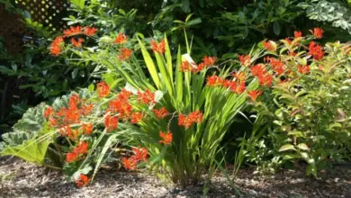 Jasně oranžové květy trvalky Crocosmia rostou v zahradním záhonu.