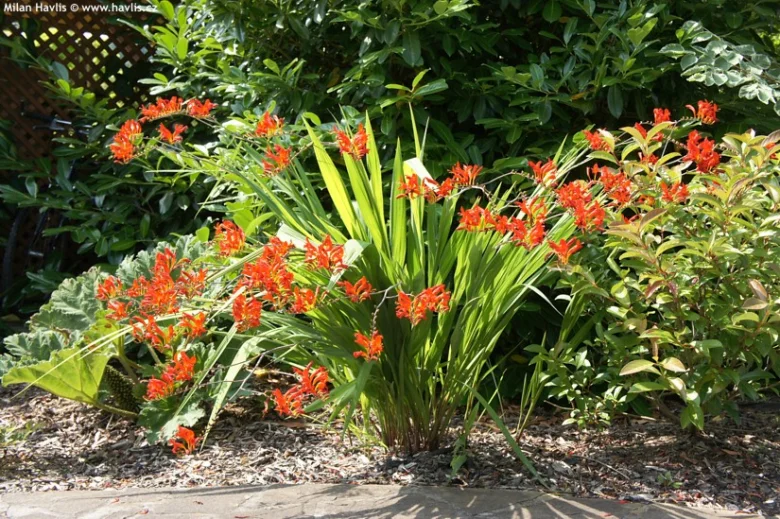 Jasně oranžové květy trvalky Crocosmia rostou v zahradním záhonu.