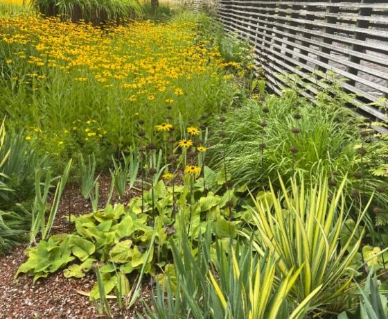 Yellow wildflower garden